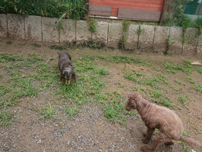 f:id:roukenhome-ann:20190702135837j:plain