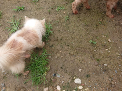 f:id:roukenhome-ann:20190702135842j:plain