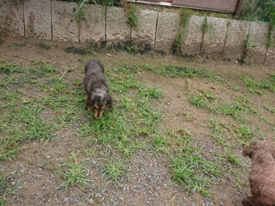 f:id:roukenhome-ann:20190702135858j:plain