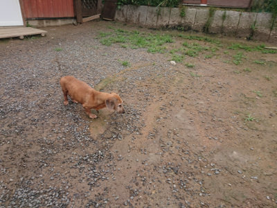 f:id:roukenhome-ann:20190702140056j:plain