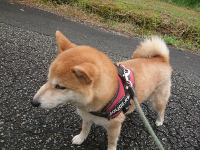 f:id:roukenhome-ann:20190702150521j:plain