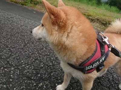 f:id:roukenhome-ann:20190702150526j:plain