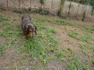 f:id:roukenhome-ann:20190702150712j:plain