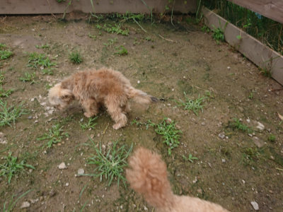 f:id:roukenhome-ann:20190702150856j:plain