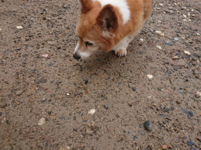 f:id:roukenhome-ann:20190702150915j:plain