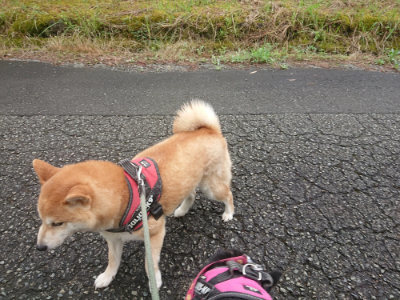 f:id:roukenhome-ann:20190702151013j:plain