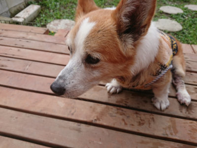 f:id:roukenhome-ann:20190702185804j:plain