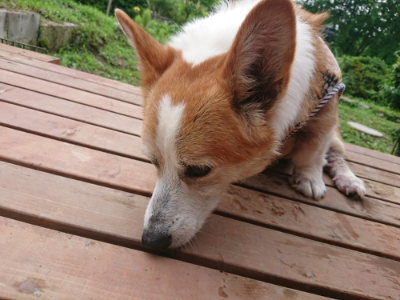 f:id:roukenhome-ann:20190702185948j:plain