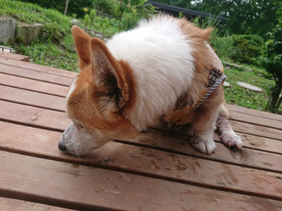 f:id:roukenhome-ann:20190702185950j:plain