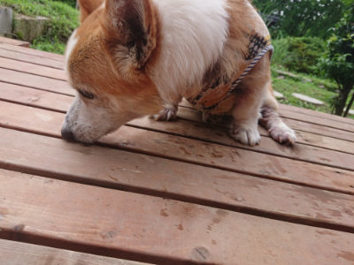 f:id:roukenhome-ann:20190702185954j:plain