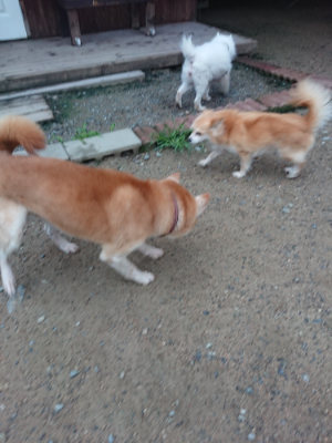 f:id:roukenhome-ann:20190703075716j:plain