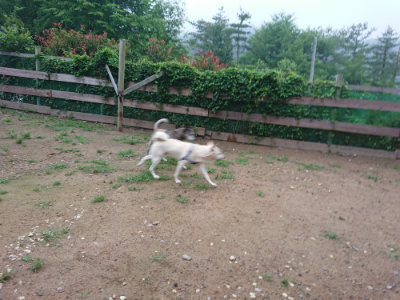 f:id:roukenhome-ann:20190703075752j:plain