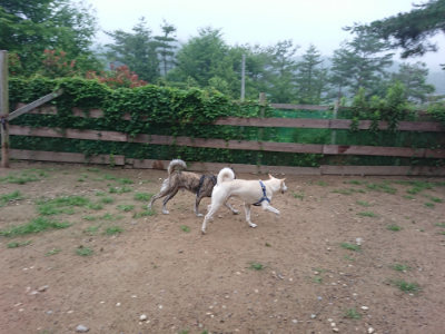 f:id:roukenhome-ann:20190703075756j:plain
