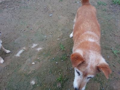 f:id:roukenhome-ann:20190703075801j:plain