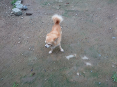 f:id:roukenhome-ann:20190703075811j:plain