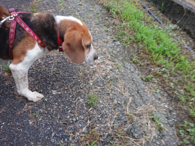 f:id:roukenhome-ann:20190703075954j:plain