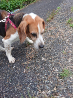 f:id:roukenhome-ann:20190703075958j:plain