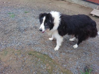 f:id:roukenhome-ann:20190703080108j:plain