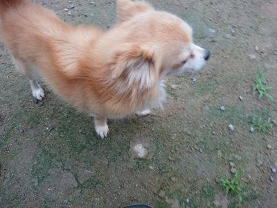f:id:roukenhome-ann:20190703080152j:plain