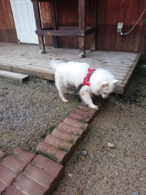 f:id:roukenhome-ann:20190703080207j:plain