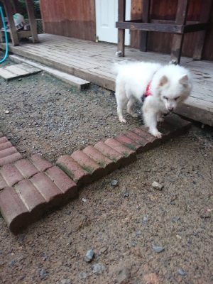 f:id:roukenhome-ann:20190703080216j:plain