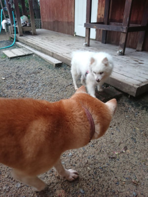 f:id:roukenhome-ann:20190703080226j:plain