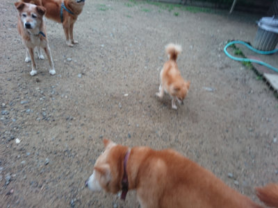 f:id:roukenhome-ann:20190703080234j:plain