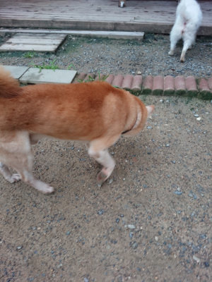 f:id:roukenhome-ann:20190703080244j:plain