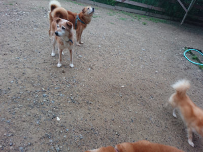 f:id:roukenhome-ann:20190703080259j:plain