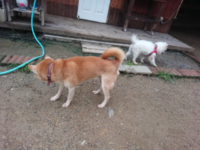 f:id:roukenhome-ann:20190703080304j:plain