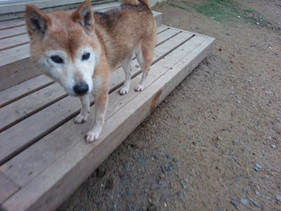 f:id:roukenhome-ann:20190703082644j:plain
