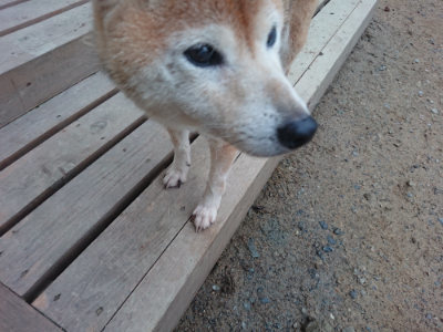 f:id:roukenhome-ann:20190703082649j:plain