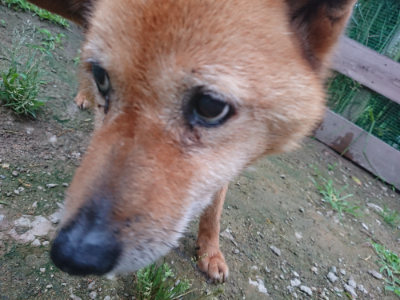 f:id:roukenhome-ann:20190703082736j:plain