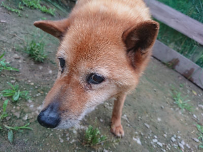 f:id:roukenhome-ann:20190703082746j:plain