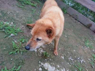 f:id:roukenhome-ann:20190703082751j:plain