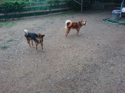 f:id:roukenhome-ann:20190703082809j:plain