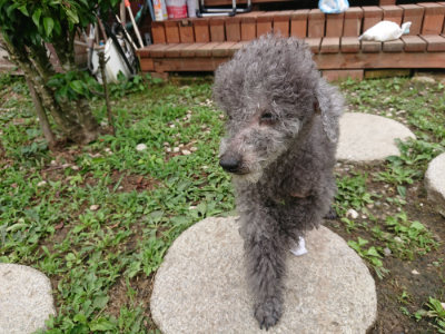 f:id:roukenhome-ann:20190703122320j:plain