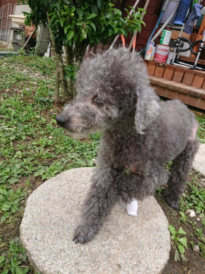 f:id:roukenhome-ann:20190703122350j:plain