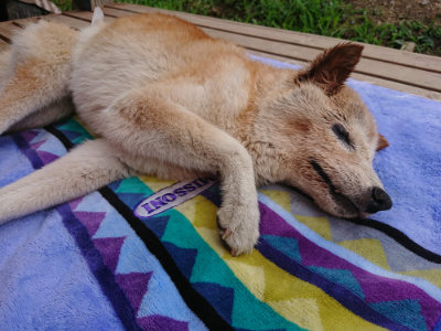 f:id:roukenhome-ann:20190703122500j:plain