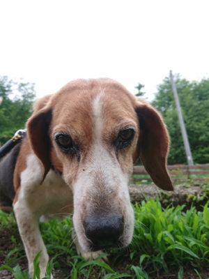 f:id:roukenhome-ann:20190703122534j:plain