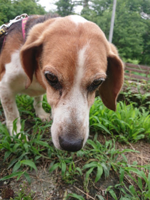 f:id:roukenhome-ann:20190703122539j:plain