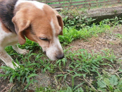 f:id:roukenhome-ann:20190703122611j:plain