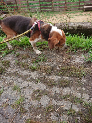f:id:roukenhome-ann:20190703122705j:plain