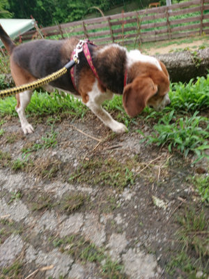 f:id:roukenhome-ann:20190703122711j:plain