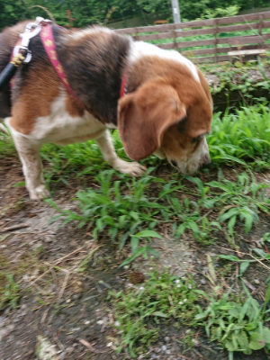 f:id:roukenhome-ann:20190703122716j:plain