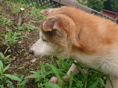 f:id:roukenhome-ann:20190703123440j:plain