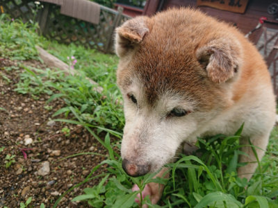 f:id:roukenhome-ann:20190703123450j:plain