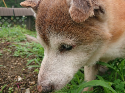 f:id:roukenhome-ann:20190703123455j:plain