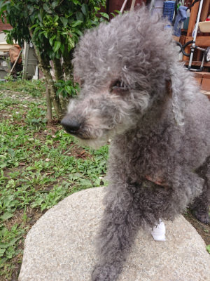 f:id:roukenhome-ann:20190703123517j:plain