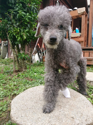 f:id:roukenhome-ann:20190703123524j:plain